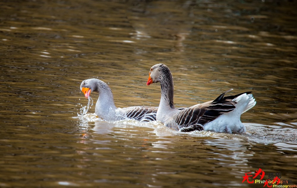琴瑟和谐—天鹅交配纪实 (1).jpg