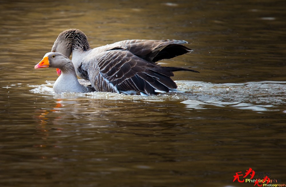 琴瑟和谐—天鹅交配纪实 (2).jpg