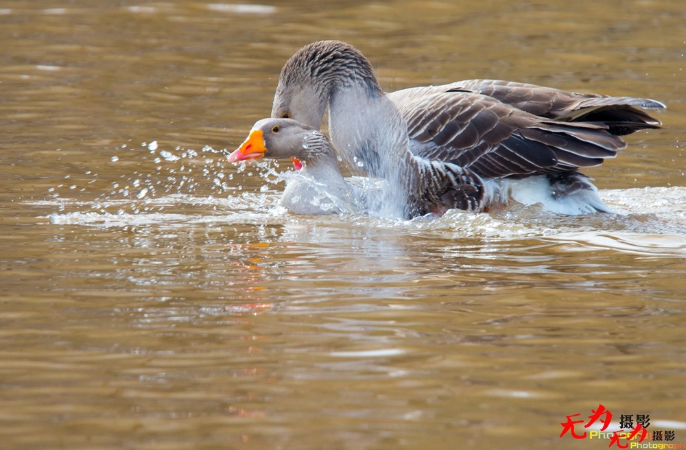 琴瑟和谐—天鹅交配纪实 (3).jpg
