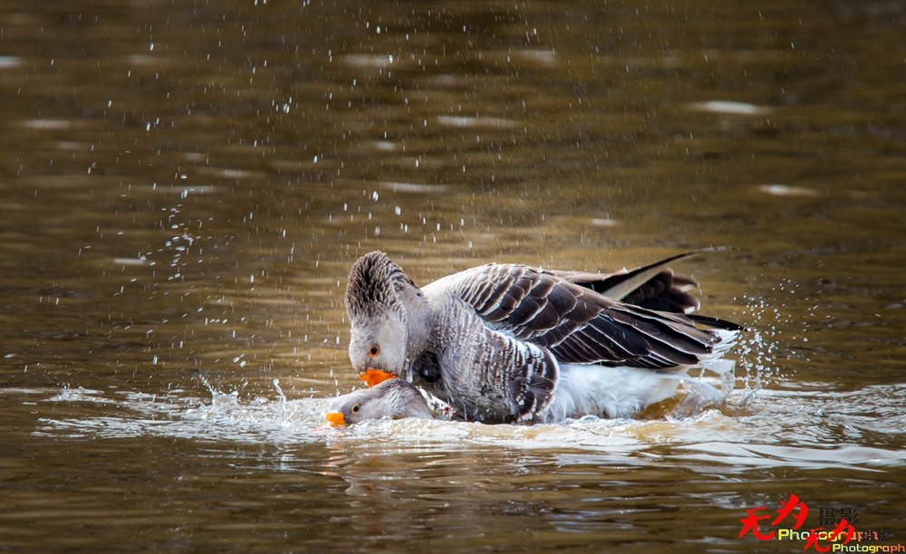 琴瑟和谐—天鹅交配纪实 (5).jpg