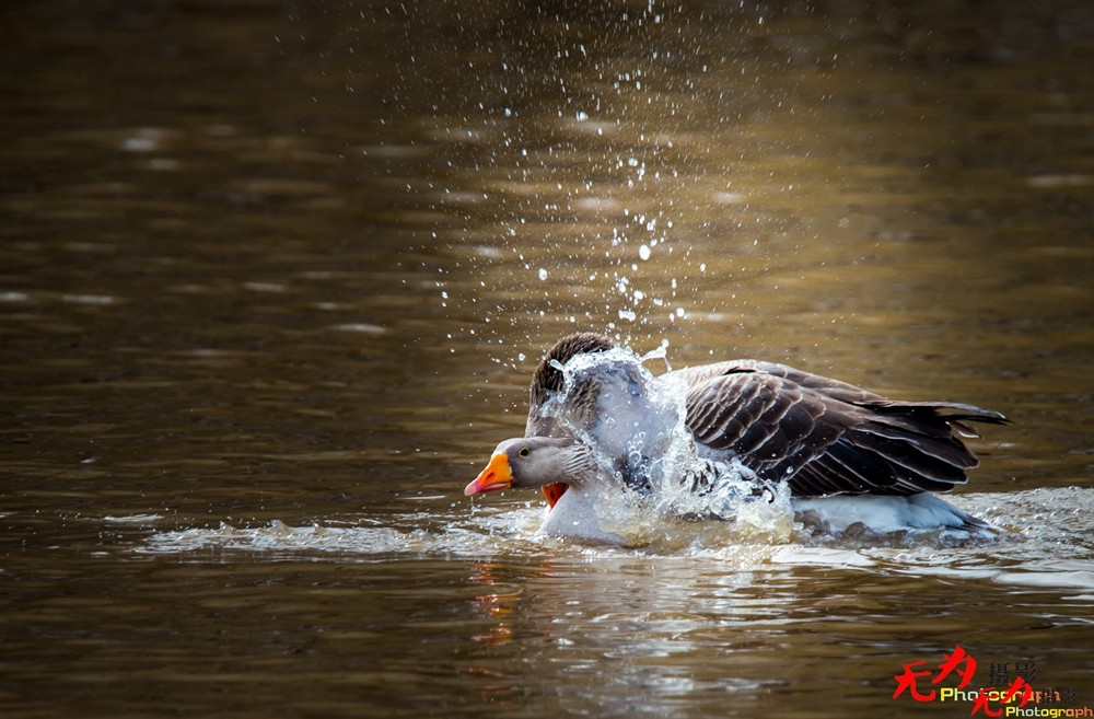 琴瑟和谐—天鹅交配纪实 (4).jpg
