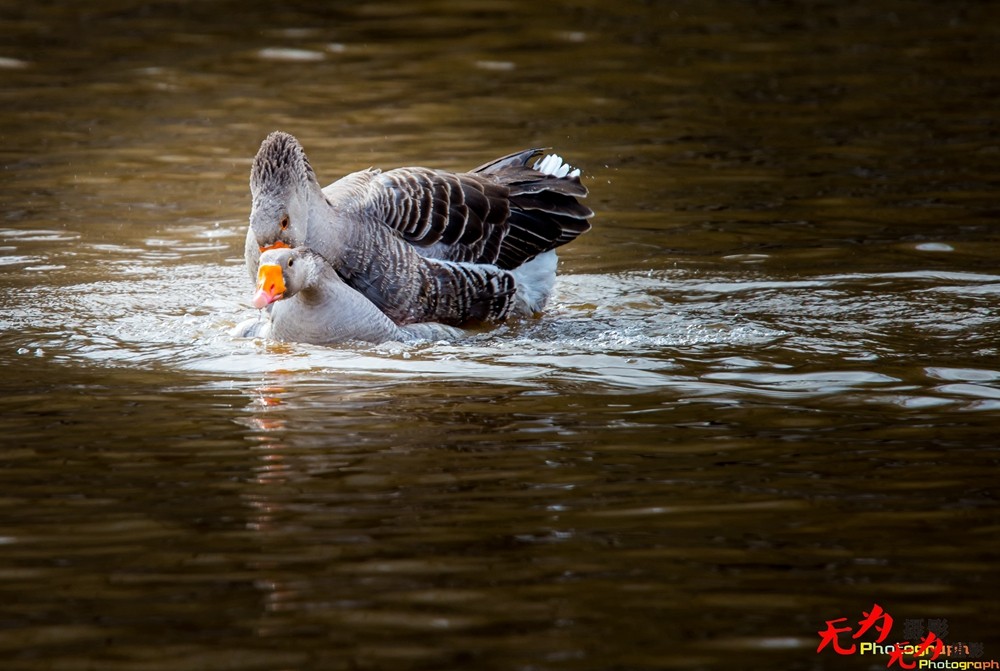 琴瑟和谐—天鹅交配纪实 (7).jpg