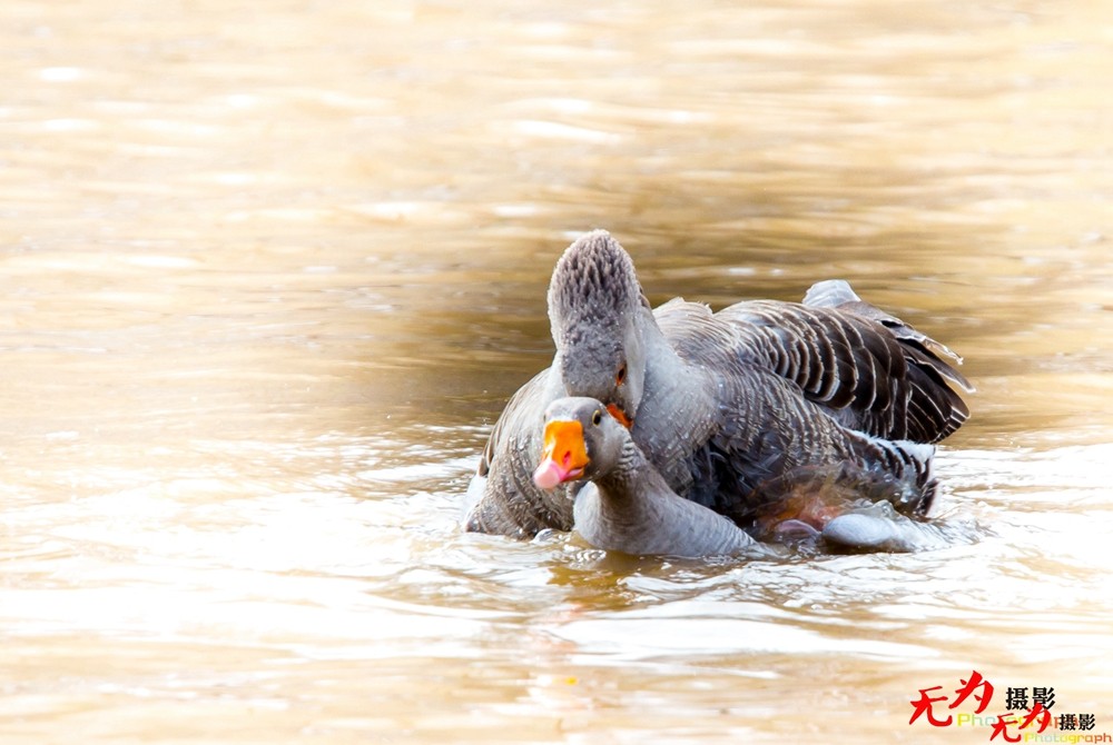 琴瑟和谐—天鹅交配纪实 (9).jpg
