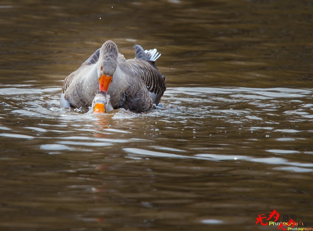 琴瑟和谐—天鹅交配纪实 (12).jpg