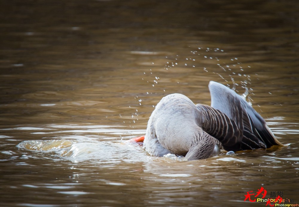 琴瑟和谐—天鹅交配纪实 (15).jpg