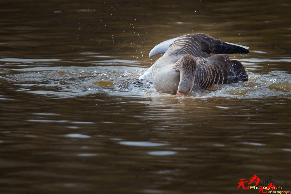 琴瑟和谐—天鹅交配纪实 (16).jpg
