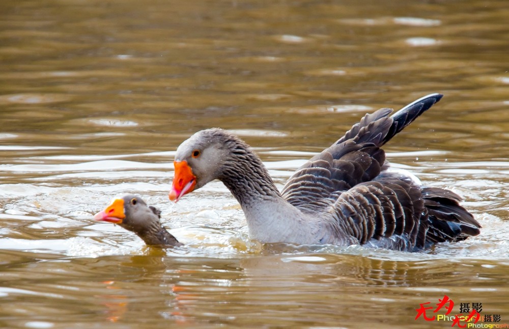 琴瑟和谐—天鹅交配纪实 (18).jpg