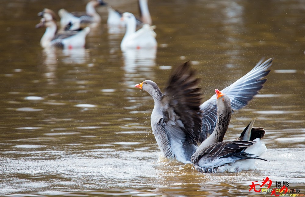琴瑟和谐—天鹅交配纪实 (26).jpg