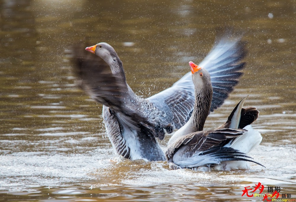 琴瑟和谐—天鹅交配纪实 (25).jpg