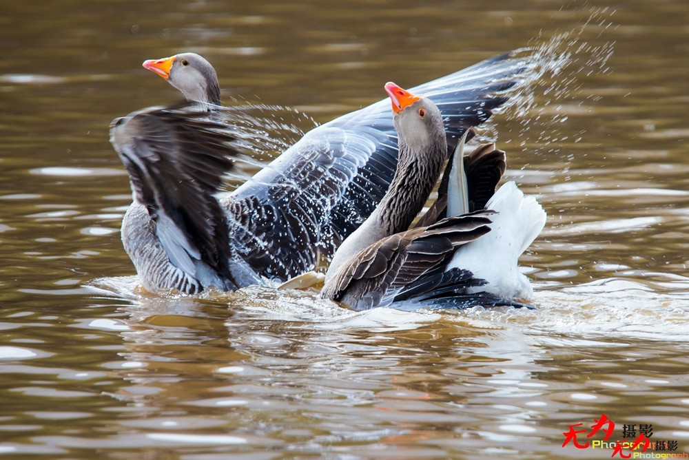 琴瑟和谐—天鹅交配纪实 (23).jpg