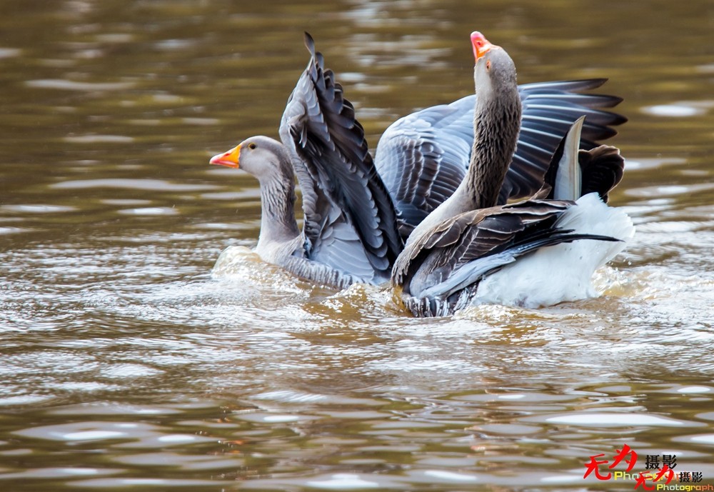 琴瑟和谐—天鹅交配纪实 (28).jpg