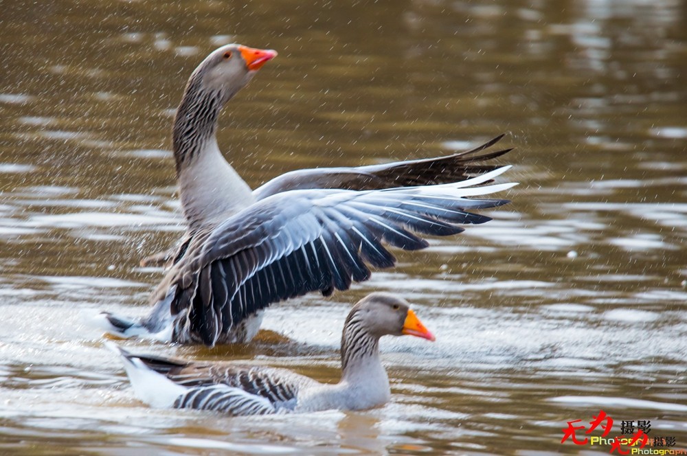 琴瑟和谐—天鹅交配纪实 (29).jpg