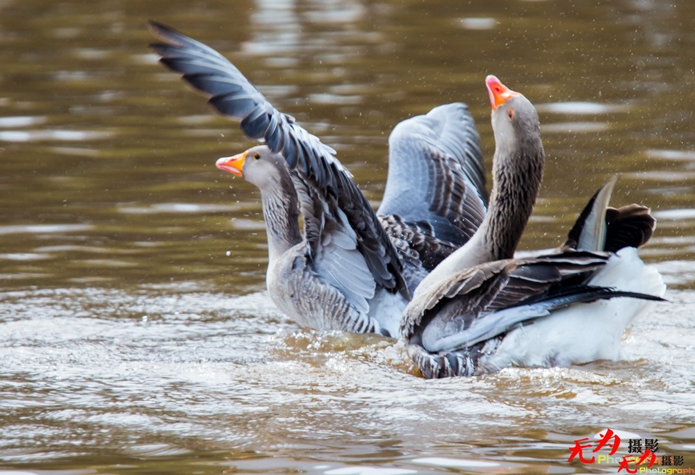 琴瑟和谐—天鹅交配纪实 (27).jpg