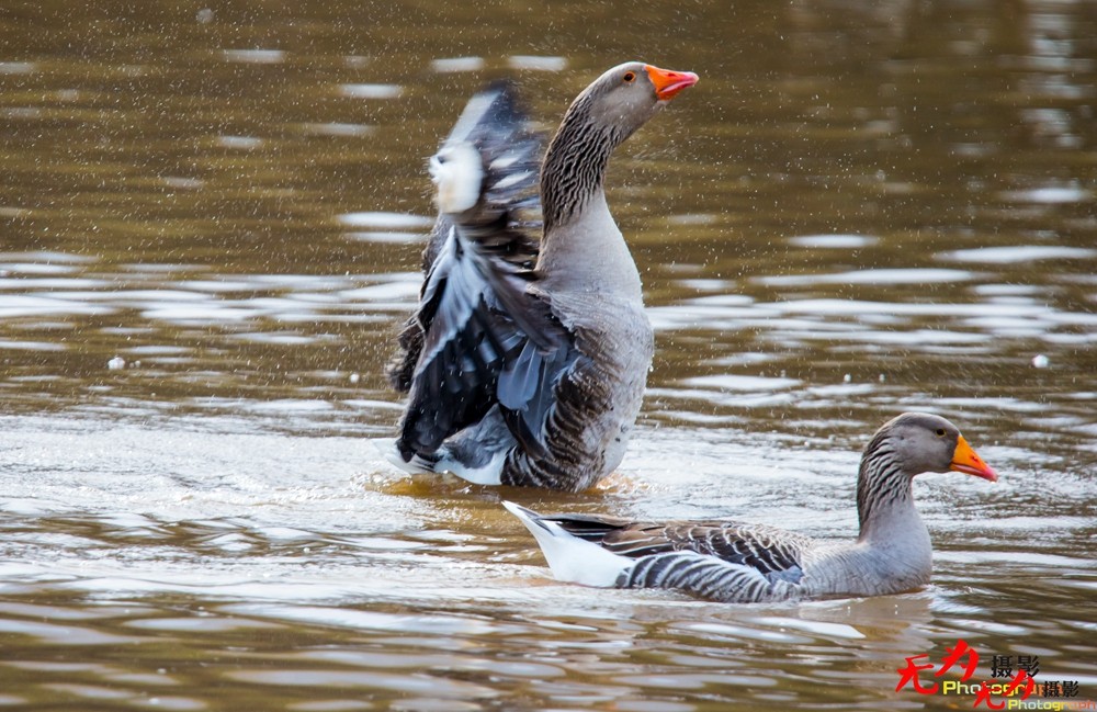 琴瑟和谐—天鹅交配纪实 (30).jpg