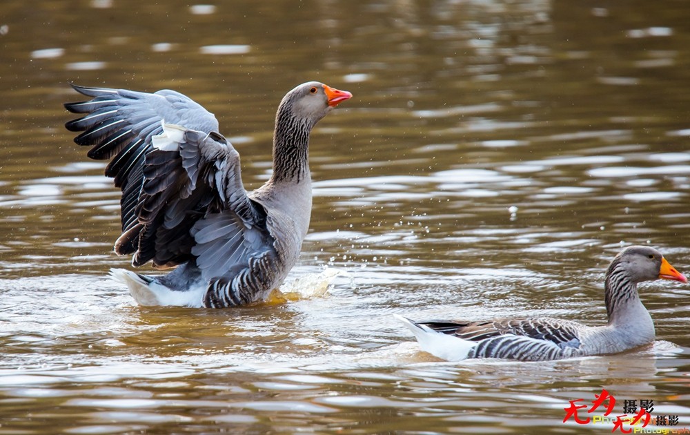琴瑟和谐—天鹅交配纪实 (32).jpg