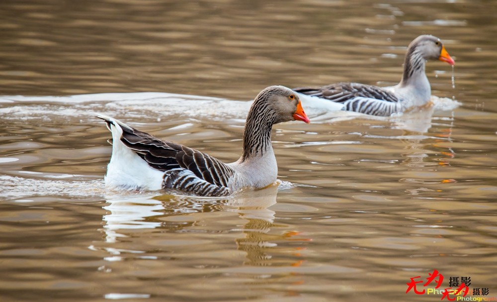 琴瑟和谐—天鹅交配纪实 (33).jpg