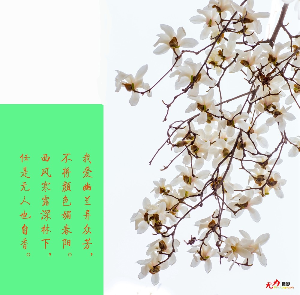 2015 玉兰 (5.).jpg