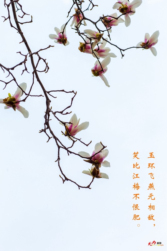 2015 玉兰 (6.).jpg