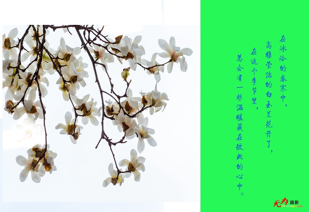 2015 玉兰 (2.).jpg