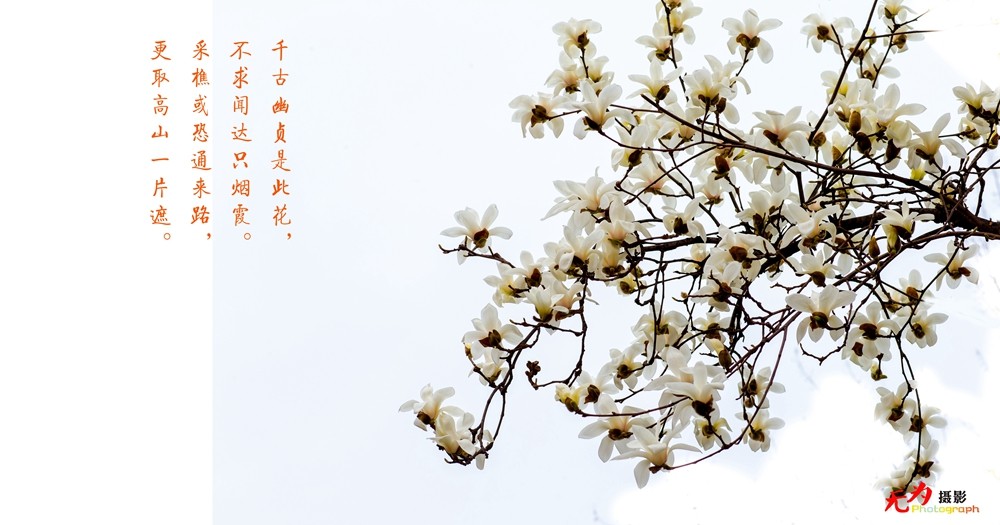 2015 玉兰 (3.).jpg