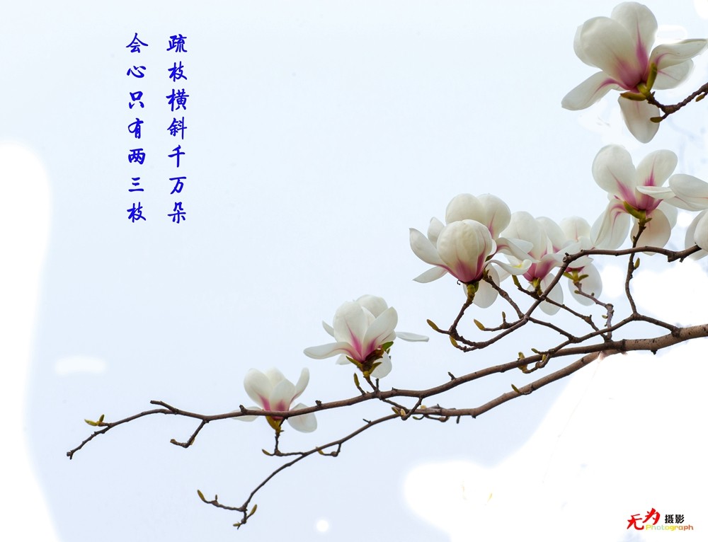 2015 玉兰 (20.).jpg