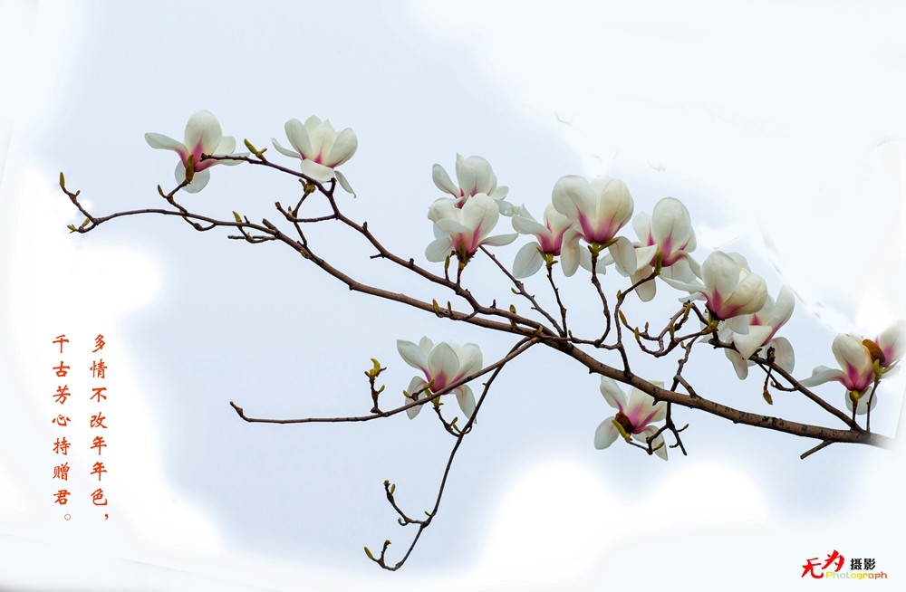 2015 玉兰 (12..).jpg