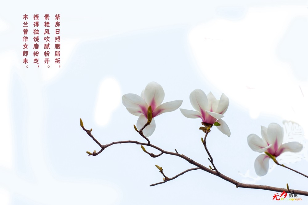 2015 玉兰 (13.).jpg