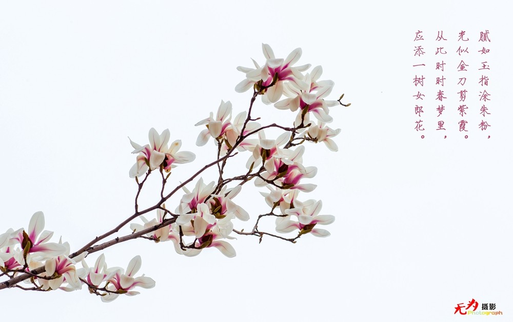 2015 玉兰 (16.).jpg