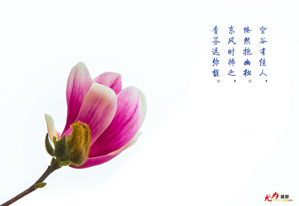 2015 玉兰 (44.).jpg