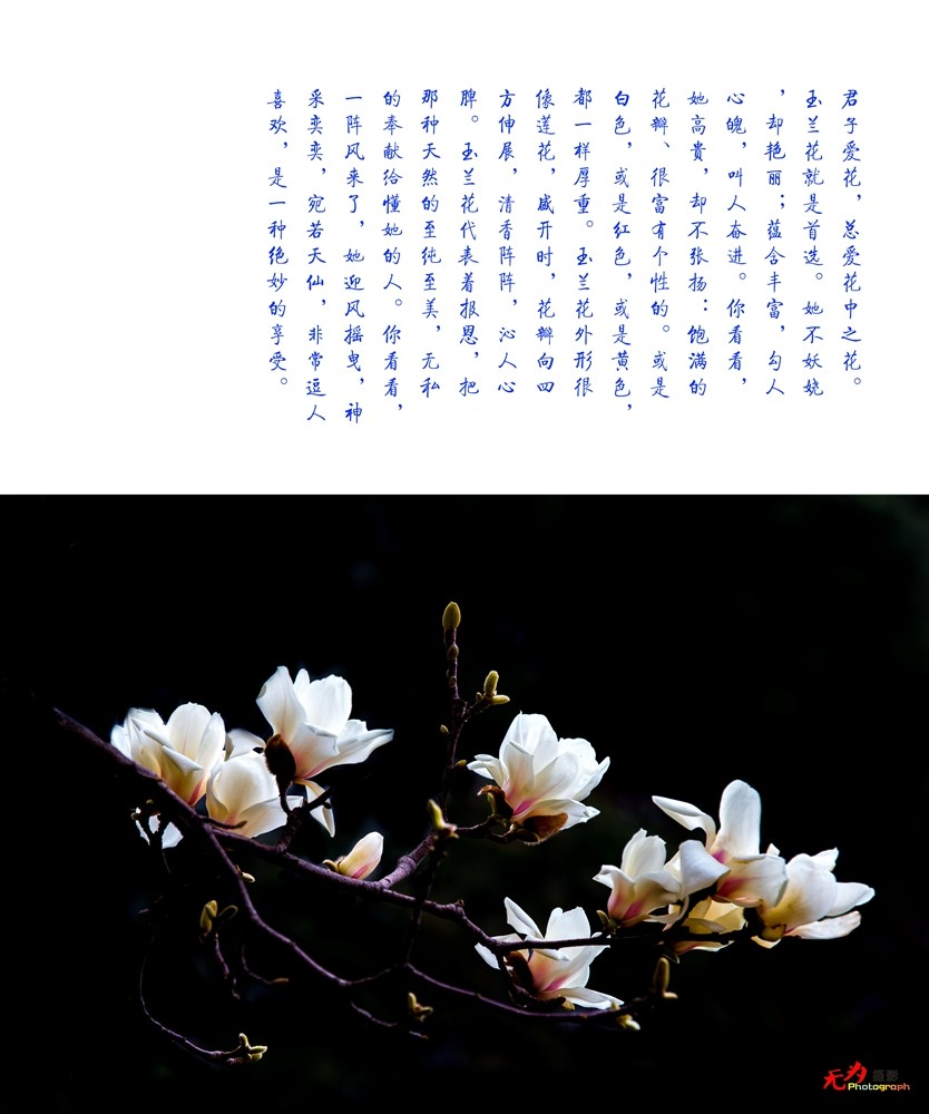 2015 玉兰 (37.).jpg