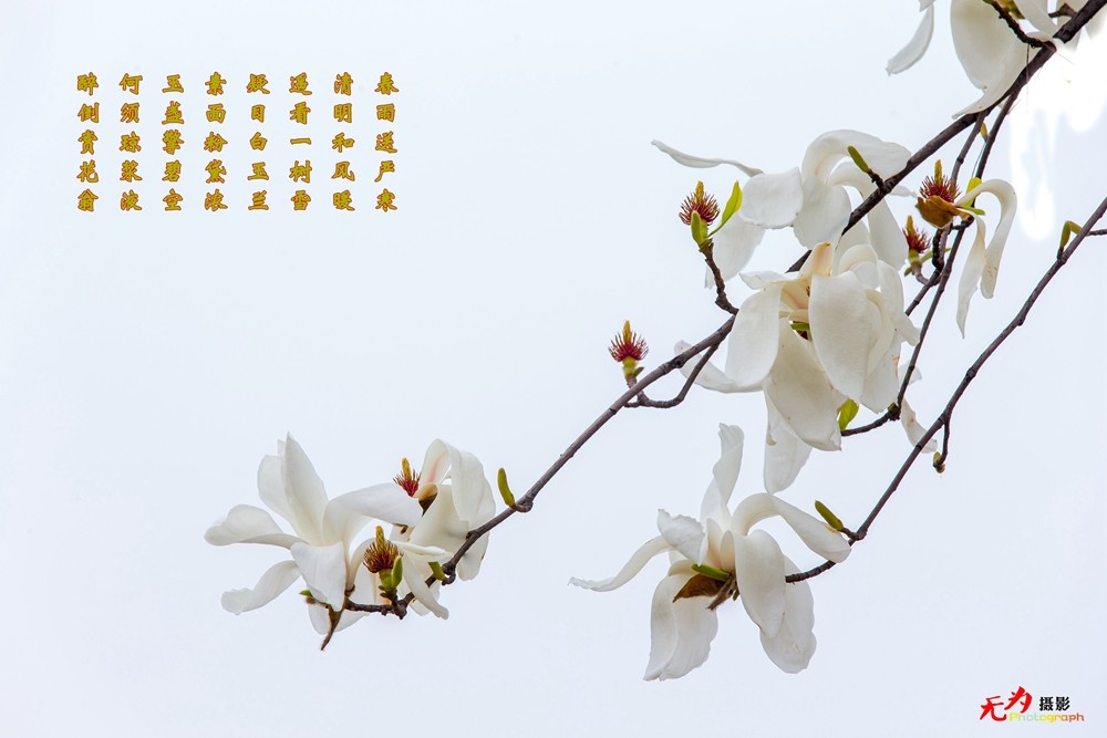 2015 玉兰 (34.).jpg