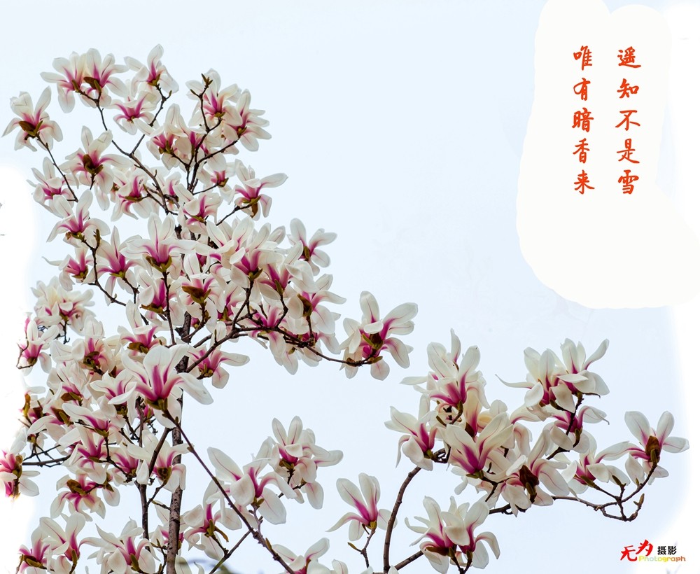 2015 玉兰 (22.).jpg