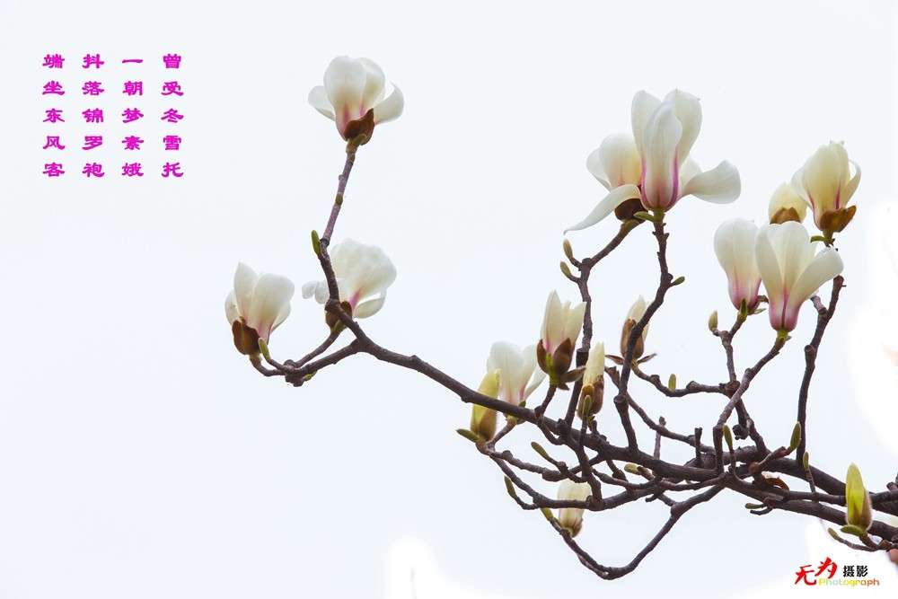 2015 玉兰 (66.).jpg