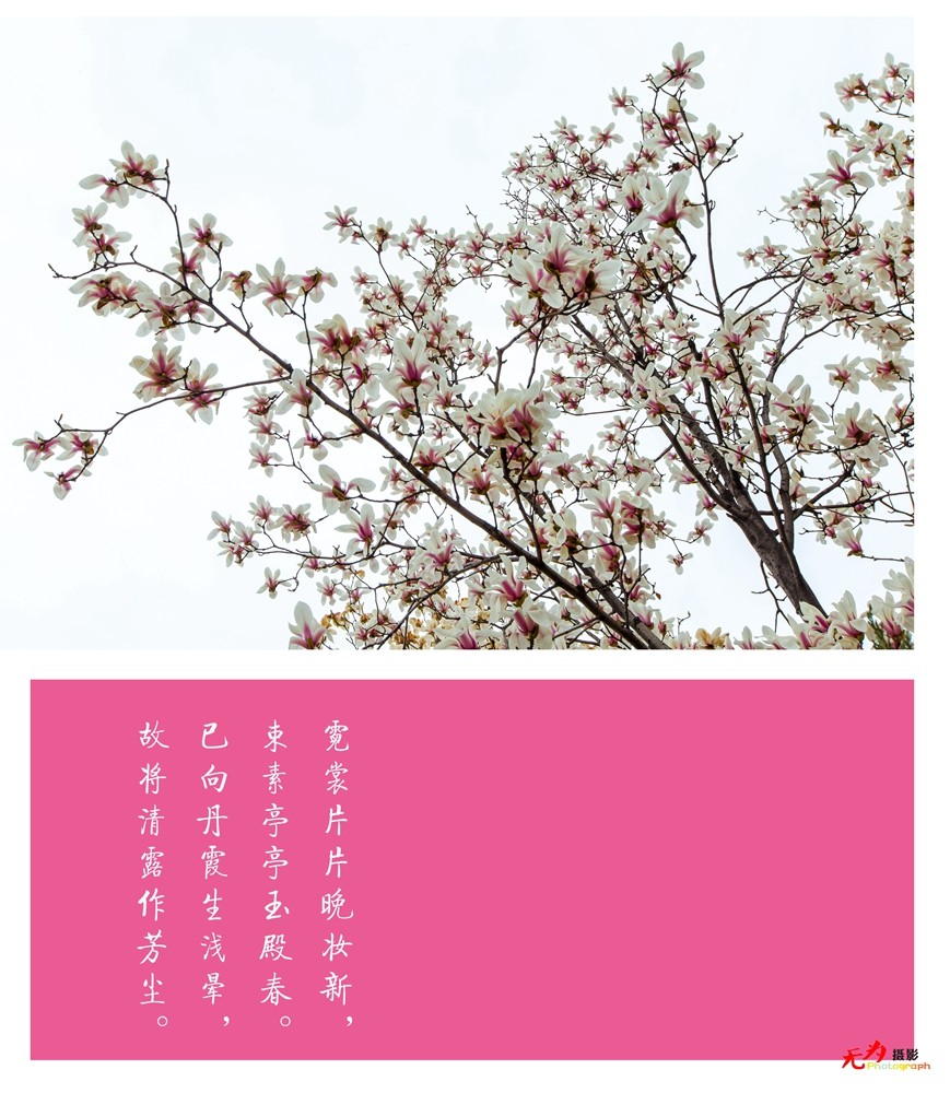 2015 玉兰 (51.).jpg