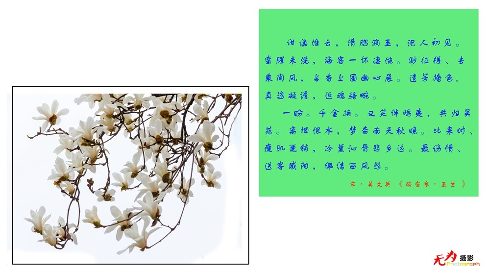 2015 玉兰 (57.).jpg