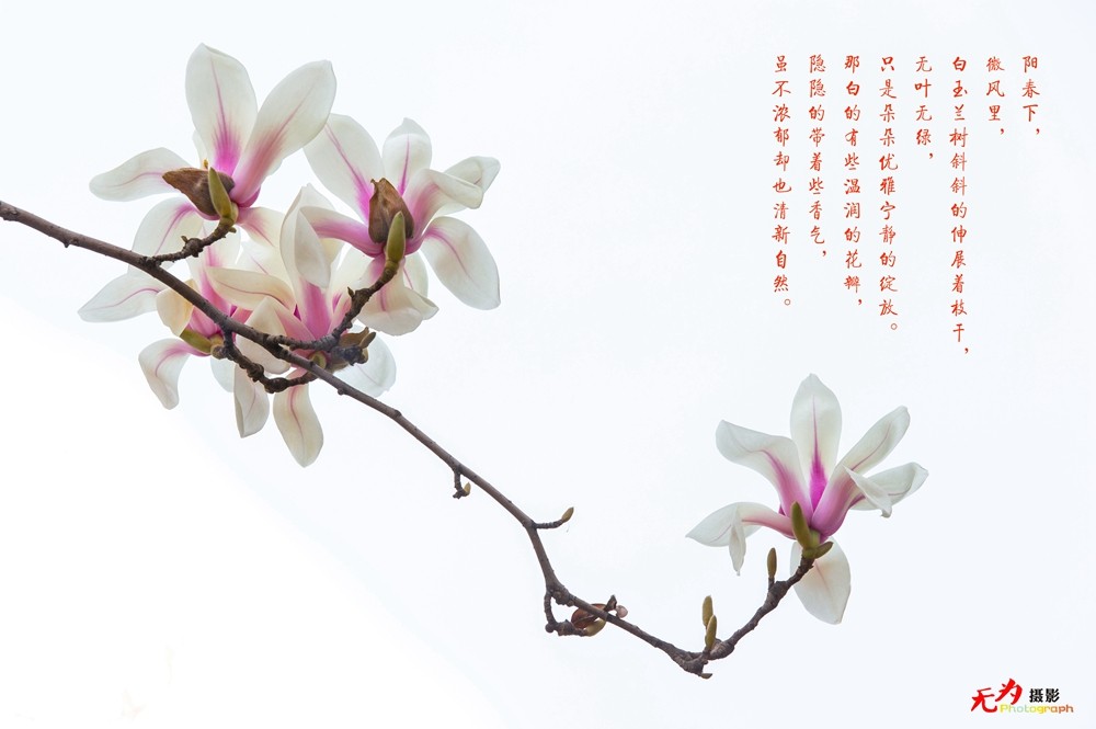 2015 玉兰 (45.).jpg