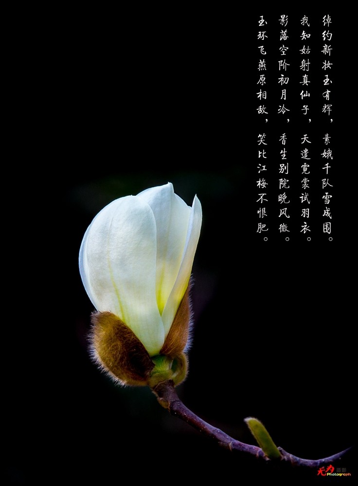 2015 玉兰 (81.).jpg