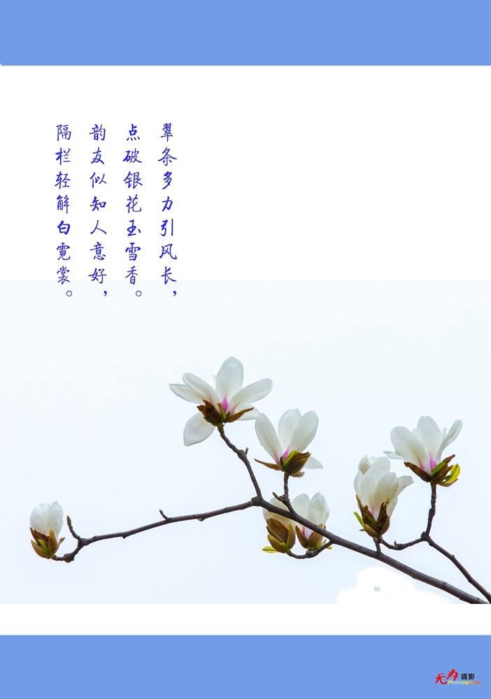 2015 玉兰 (69.).jpg