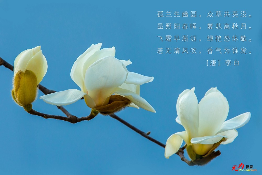 2015 玉兰 (83.).jpg