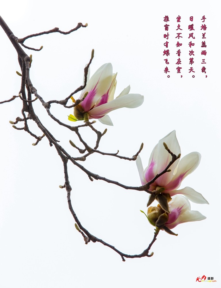 2015 玉兰 (76.).jpg