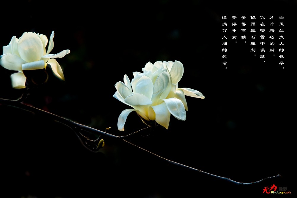 2015 玉兰 (88.).jpg