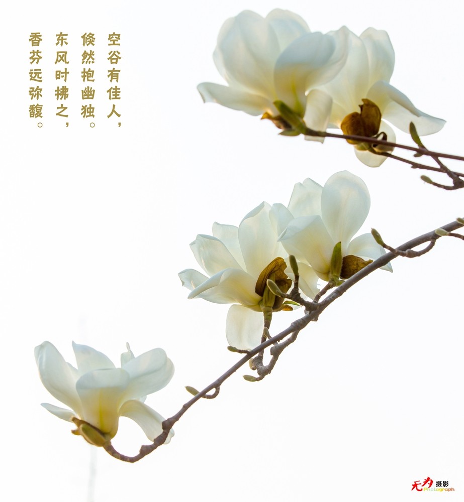 2015 玉兰 (90.).jpg