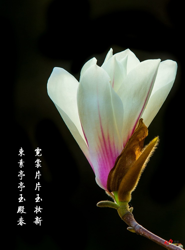 2015 玉兰 (85.).jpg