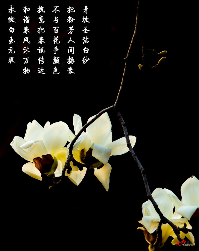 2015 玉兰 (91.).jpg