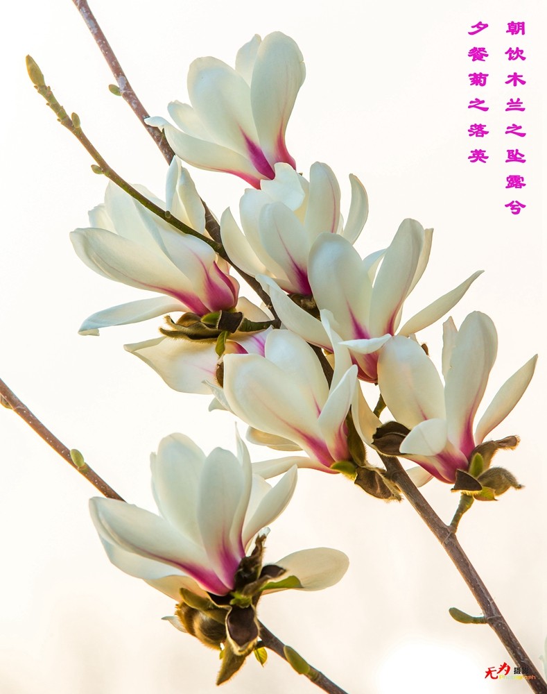 2015 玉兰 (106.).jpg