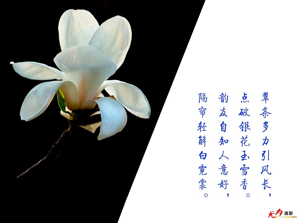 2015 玉兰 (96.).jpg