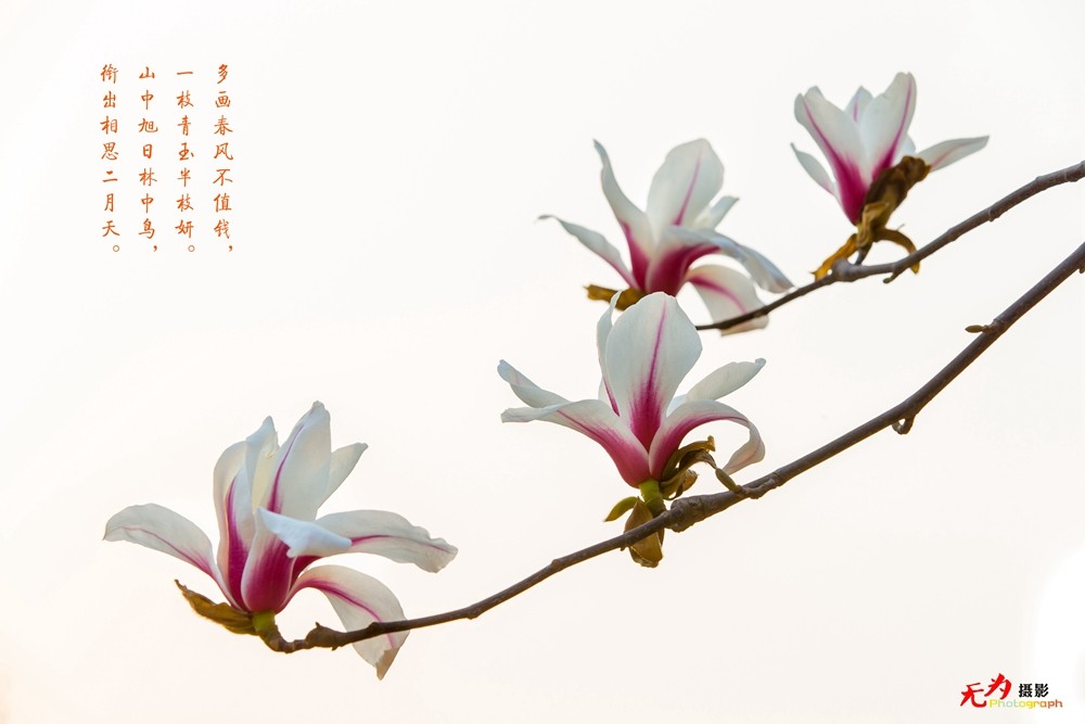 2015 玉兰 (98.).jpg