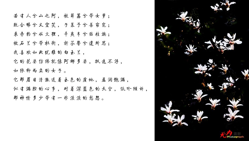 2015 玉兰 (110.).jpg