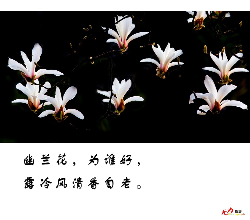 2015 玉兰 (111.).jpg