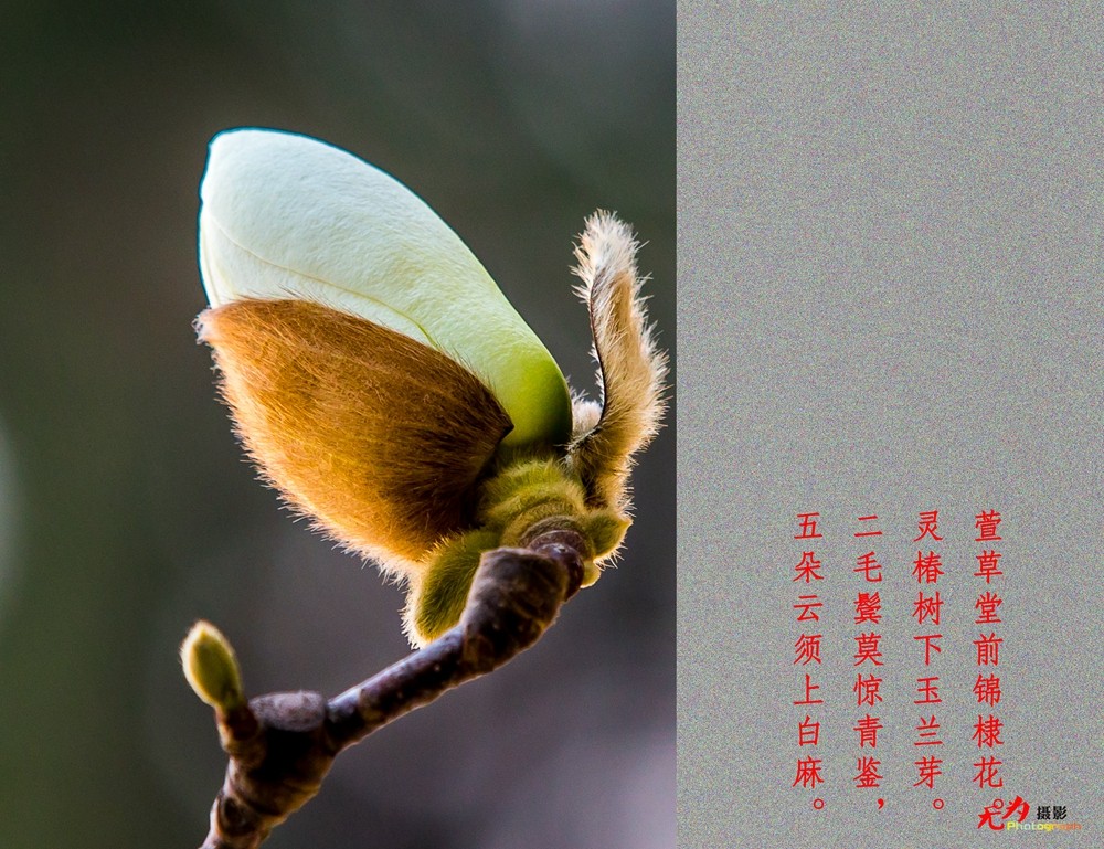 2015 玉兰 (115.).jpg